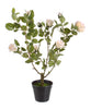 Flor Rosa com vaso