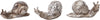 Caracol 10X4.5X5