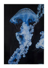Quadro Medusa Azul