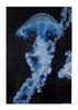 Quadro Medusa Azul