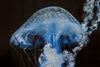 Quadro Medusa Azul