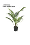 Planta Palmeira H80