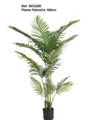 Planta Palmeira H160