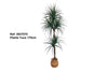 Planta Yuca H175