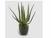 Aloe Chic C/ Vaso H55