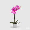 Flor Orquídea Com vaso H40