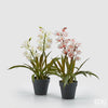 Planta Orquídea C/ Vaso H54