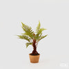 Planta West Pianta com vaso H38