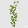 Ramo Cissus H110