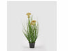 Festuca C/ Vaso H47