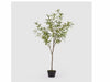 Olivo Albero C/ Vaso H154
