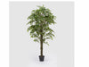 Ficus Beniam C/ Vaso H180