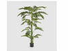 Palma Areca Chic C/ vaso H180