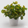 Planta Olis com vaso