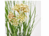Festuca C/ Vaso H47