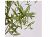 Olivo Albero C/ Vaso H154