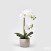 Flor Orquídea Phal com vaso H42
