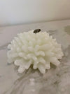 Vela Coral