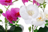Flor Orquídea vasos brancos